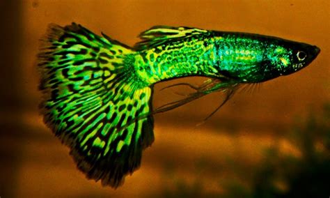 Green Neon Guppy .